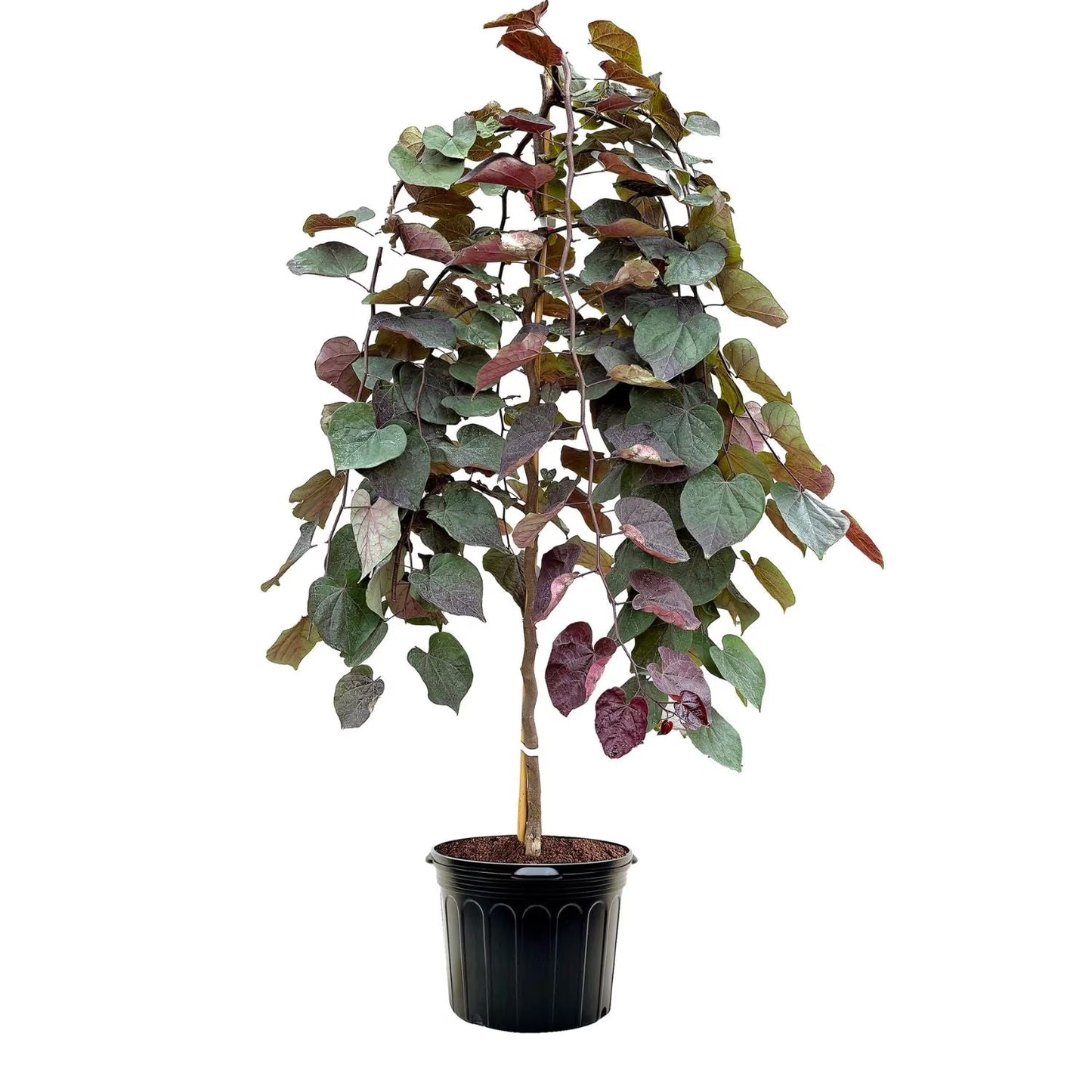 Expert Gardener 3-4 ft. tall Weeping Ruby Falls Redbud Live Tree in 7-Gallon Grower Pot