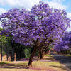 Brighter Blooms - Jacaranda Tree, 2-3 ft. - No Shipping To AZ