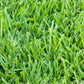 St. Augustine 500 sq. ft. Sod Pallet