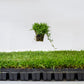 Zoysia Plugs - 100 Full Zoysia Grass Plugs