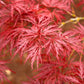 Brighter Blooms - Red Dragon Japanese Maple Tree, 1-2 ft. - No Shipping To AZ